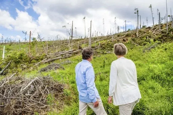 Foret dévastée après une tempête